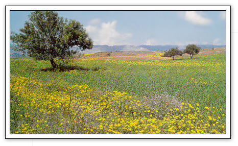 Beautiful Mesaryan plains 