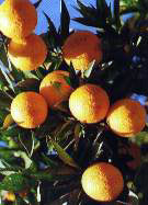 Oranges - Symbol of Guzelyurt (Morphou)