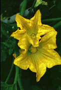 Marrow Flowers
