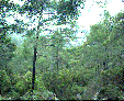Forests in the Kyrenian mountains