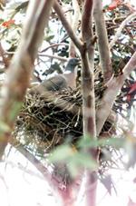 Birds Living in North Cyprus 