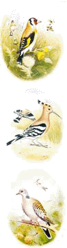 Birds of Cyprus