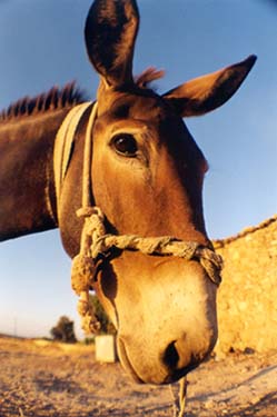 Wild donkeys of Karpas peninsula. Photo by Halid Izzet (copyrighted)