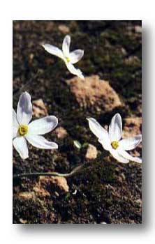 NARCISSUS SEROTINUS - (Late Narcissus)