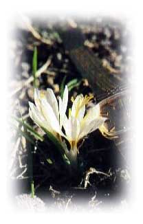 CROCUS VENERIS - (Cyprus Autumn Crocus)
