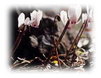 CYCLAMEN CYPRIUM - (Autumn or Cyprus Cyclamen)