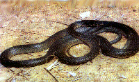 An Endemic Snake of Cyprus