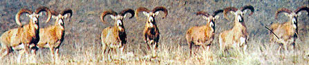 Cyprus Moufflon - an endangered specie