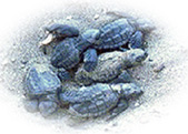 Caretta Caretta sea turtles