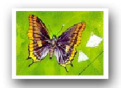 Charaxes jasius